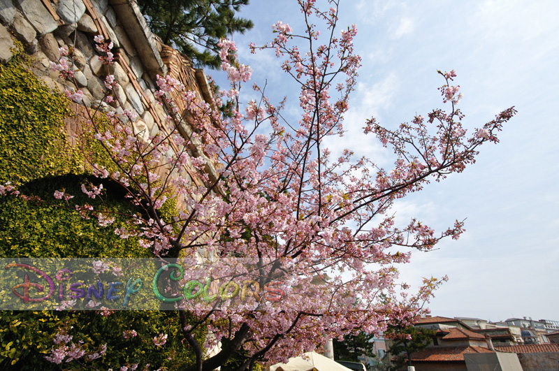 東京ディズニーシー 河津桜