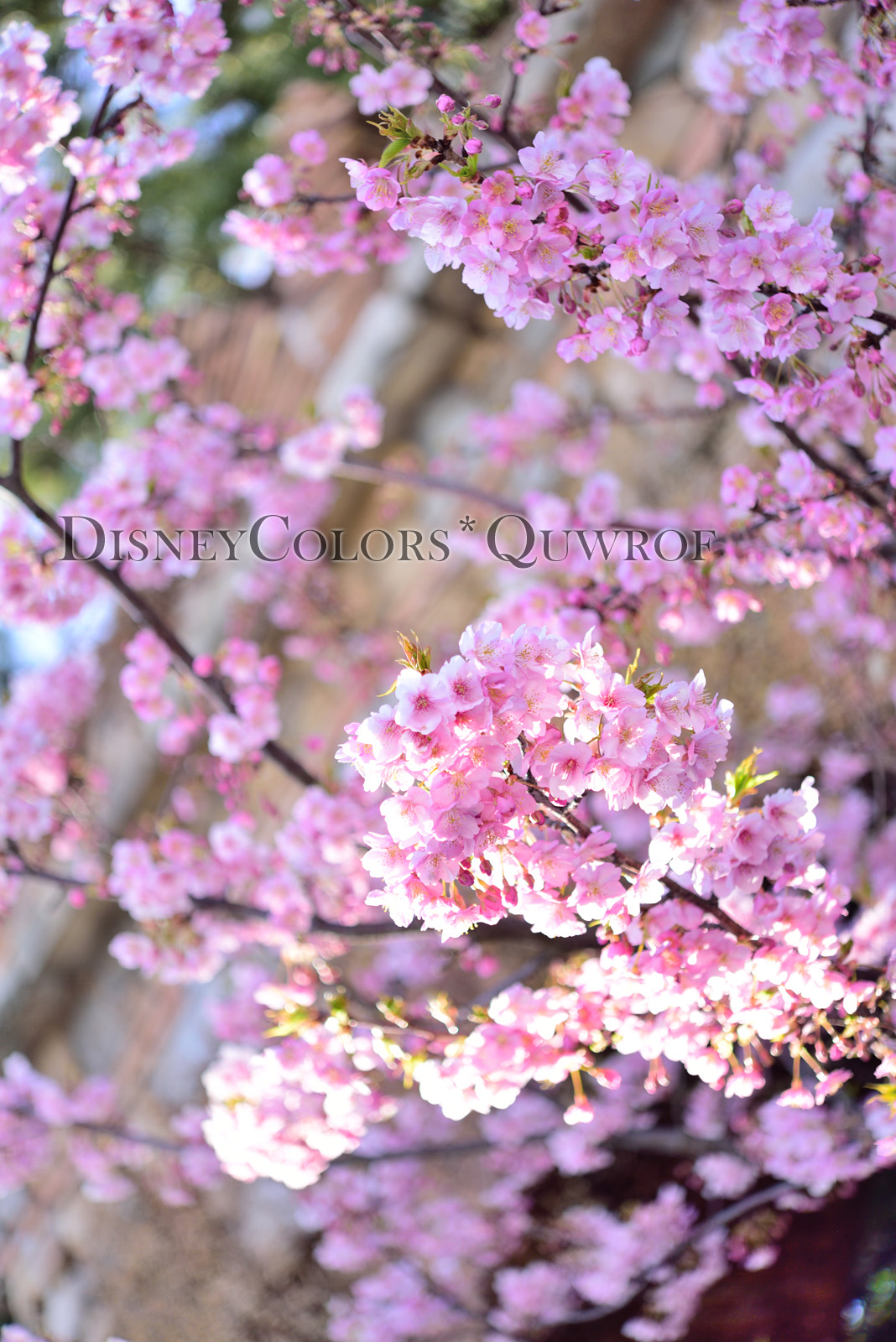 東京ディズニーシー 河津桜