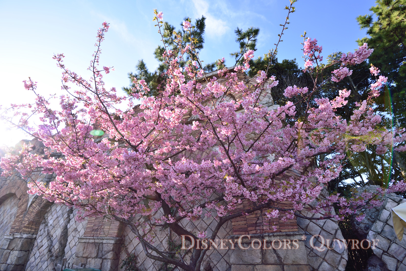 東京ディズニーシー 河津桜